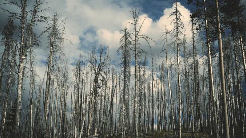 Dream Setup Achieved